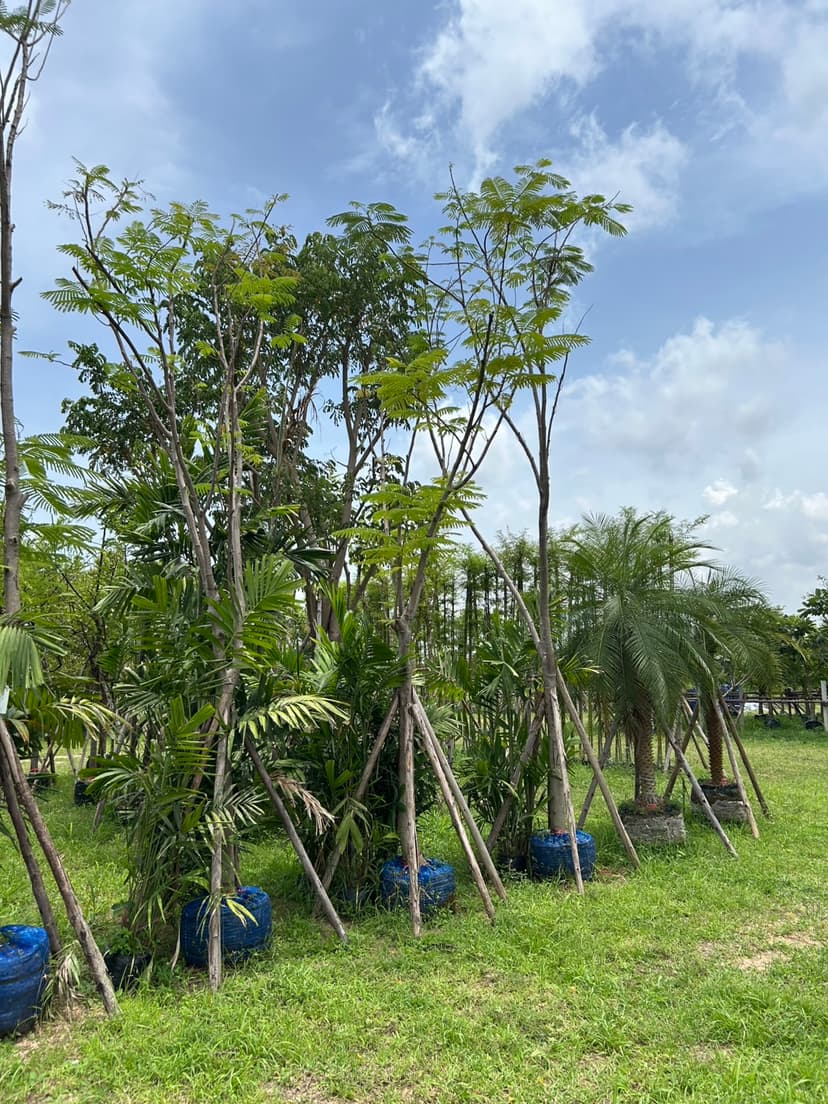 บริการออกแบบ จัดสวน